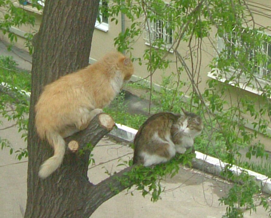 Let's Joke in English!